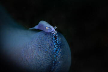 Starfish shrimp (Zenopontonia soror) is widespread in the Indo-Pacific Ocean. The color can vary...