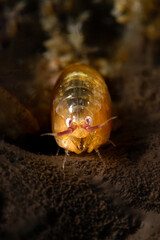 A colorful species of amphipod crustacean, also known as a Dalmatian or sea ladybug.  Underwater macro photography from Anilao, Philippines