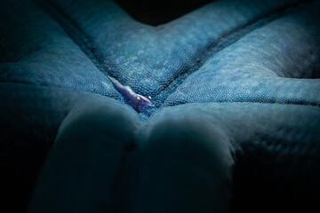 Fototapeta premium Starfish shrimp (Zenopontonia soror) is widespread in the Indo-Pacific Ocean. The color can vary and depends on their starfish host