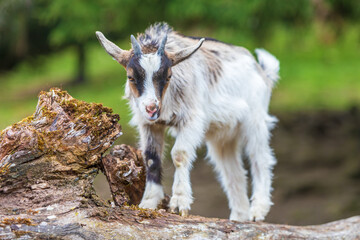 Ziege - Zicklein - Allgäu - niedlich - lustig 