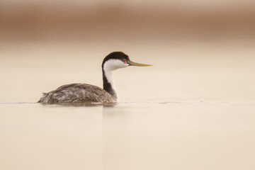 Close-Up of Western Grebe (Aechmophorus occidentalis) Swimming i