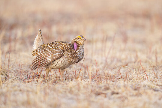 Fototapeta Sharp-Tailed Grouse in Natural Habitat Displaying Plumage and Co