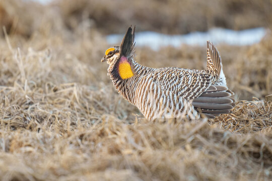 Male Greater Prairie Chicken Displaying Mating Ritual on Dry Gra