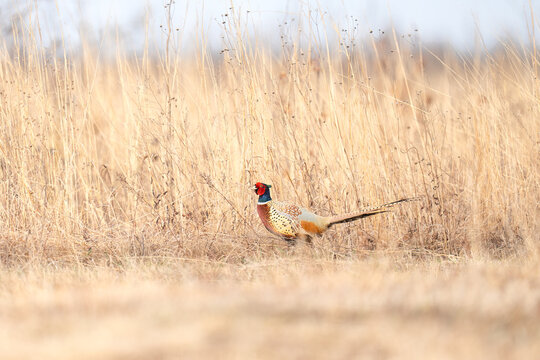 Male Pheasant Walking Amongst Tall Grass in Natural Field Habita