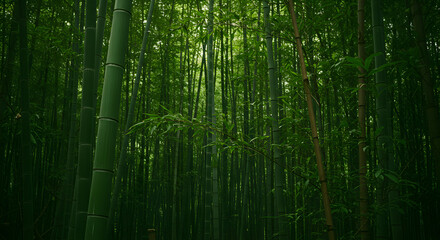 Green Bamboo Forest Photo In Sunlight Background Optimized Adobe Stock
