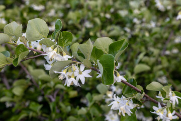 Bear hazelnut.Styrax is a genus of about 130 species of large shrubs or small trees in the family...