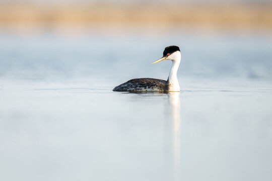 Western Grebe on Calm Water Amidst Serene Natural Scenery