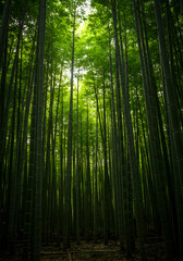 Green Bamboo Forest Photo with Tall Trees and Sunlight Illustration