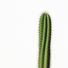 Naklejka premium Green Cactus Plant Close Up on White Isolated Background