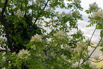 Tree lilac. Japanese tree lilac, Syringa reticulata, is a species of flowering plant in the family...