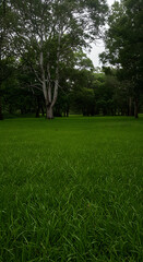 Obraz premium Green Field And Trees In Sunlight Photo Illustration Adobe Stock