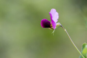 ( Lathyrus hirsutus ) Rough hirsutus flower.