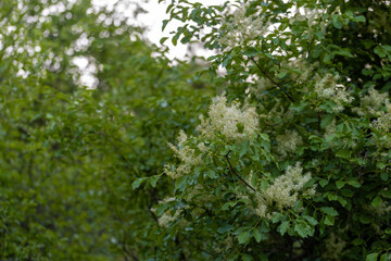 Tree lilac. Japanese tree lilac, Syringa reticulata, is a species of flowering plant in the family Oleaceae. It is native to East Asia and grown as an ornamental plant in Europe and North America.