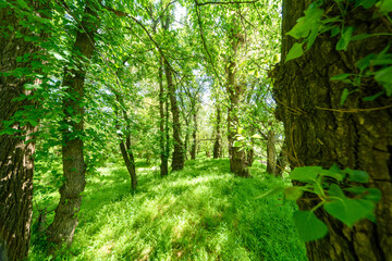 Obraz premium Beautiful spring landscapes in green forest with bright sunlight shining through leaves of trees onto grass.