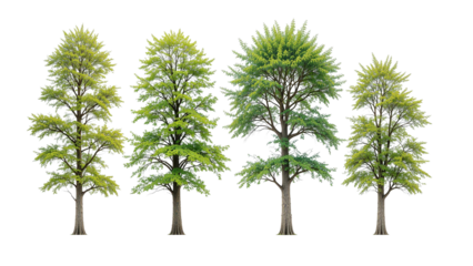 Digital rendering of several deciduous trees positioned in front of a light-colored structure. The image features a row of trees with varying shades of green leaves.