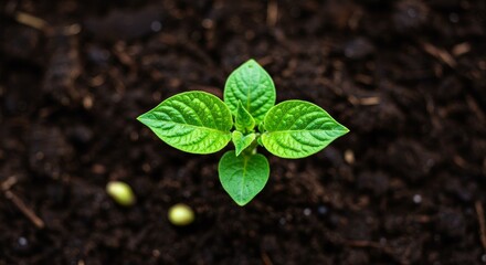Naklejka premium Green Sprout Emerging From Dark Brown Soil in Close Up Shot