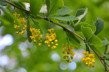 Berberis vulgaris (common barberry) spring blooming branch with tiny yellow flowers and green...