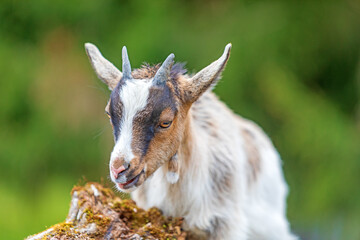 Ziege - Zicklein - Allgäu - niedlich - lustig 