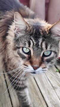 chat tigr&eacute; qui avance sur une terrasse, vid&eacute;o en gros plan, il fixe l'objectif avec ses yeux verts et marche droit vers un point pr&eacute;cis, vid&eacute;o verticale au format 9:16 