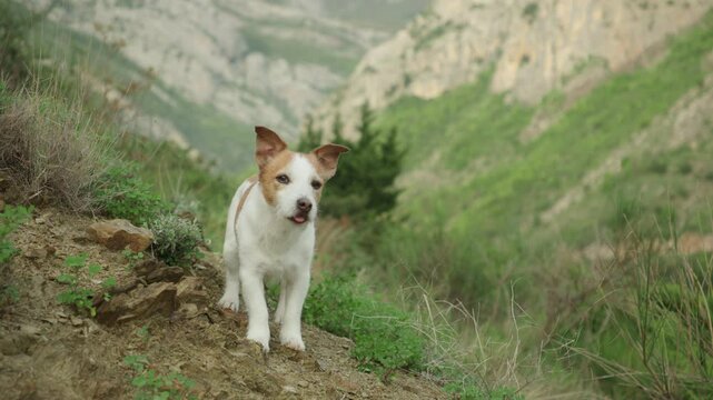 The Jack Russell Terrier dog walks cautiously through a narrow patch of earth and dry plants near steep mountain walls. It appears observant and slow.