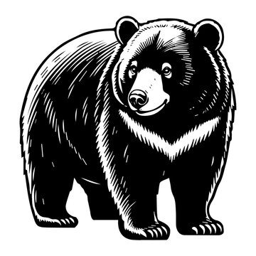 Formosan Black Bear Illustration
