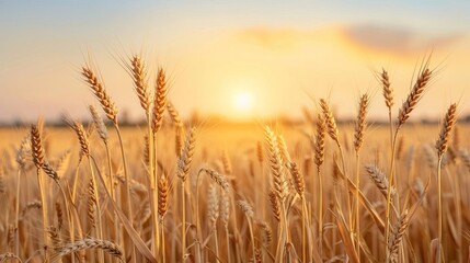 Fototapeta premium Golden wheat field at sunrise with sun rays illuminating ripe grain stalks under a clear sky.