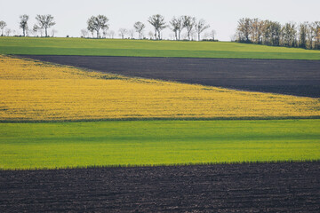 Obraz premium Vibrant patchwork of fields showcases hues of green, yellow, and brown in a serene countryside landscape during early autumn