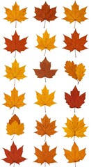 Obraz premium Isolated Maple Leaf Collection in Vibrant Autumn Colors on White