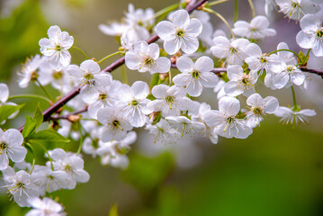 Cherry blossom branch in the garden in spring