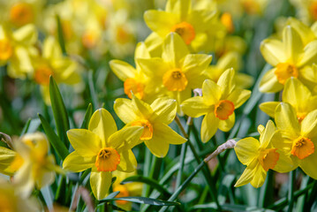Obraz premium yellow daffodils on a green natural background 