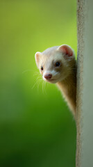 Fototapeta premium A curious ferret peeks around a corner with a mischievous expression, showcasing its playful nature against a soft green background