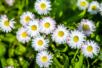 Obraz premium White small daisies blooming on grass background 