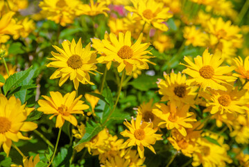 Fototapeta premium Yellow daisies grow in the meadow in summer 