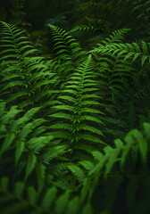 Lush Green Ferns in a Dense Forest with Soft Lighting
