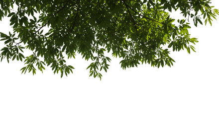 Verdant canopy crowns the darkness