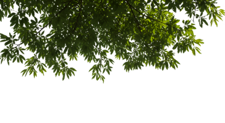 Verdant canopy crowns the darkness