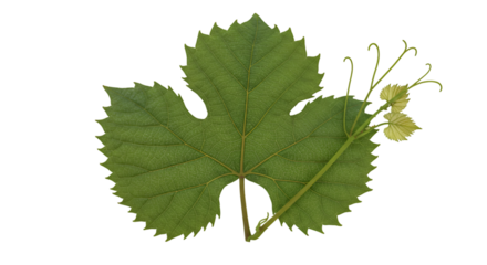 Verdant grape leaf against stark darkness