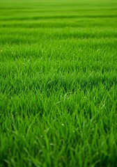 Fototapeta premium Lush Green Grass Blades in a Serene Outdoor Field Setting
