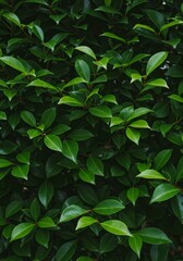 Lush Green Leaves Wall Background in Natural Botanical Outdoor