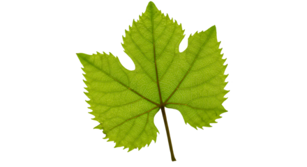 Vibrantly illuminated leaf against blackness