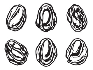 Hand drawn raisins vector line art for kitchen decor