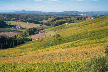 Fototapeta premium Weinberge in der Steiermark
