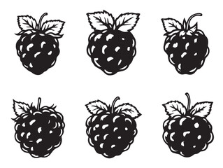 Elegant Raspberries and Leaves Hand Drawn Line Illustration