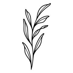 botanical leaves line art