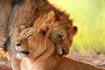 Lions and lionesses in a romantic mood