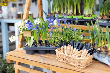 Lots plants in pots on table. Gardening, hobby concept. Sale beautiful hyacinth and daffodils flowers and gardening tools a shovel and rake on wooden stand in the garden. Flowers shop at street market © stock_studio