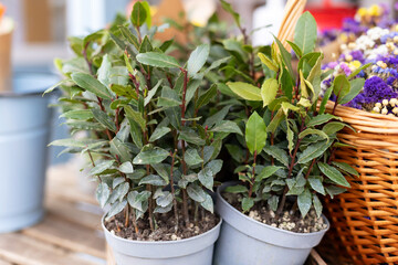 Table on terrace for sale laurel in pots and gardening tools. Houseplants hobby concept. Showcase street market with bouquet flowers in basket and green plants. 