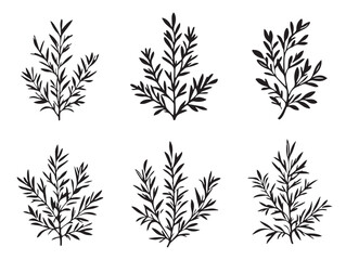 Elegant Rosemary Plant Outline Drawing for Nature Lovers