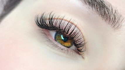 Obraz premium .Close up of female eye with eyelash extensions ,eyelash extension procedure.
