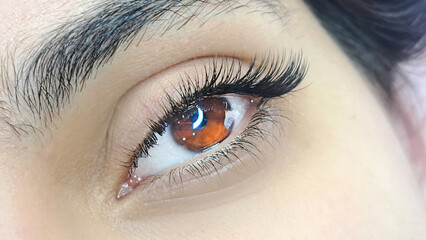 Fototapeta premium .Close up of female eye with eyelash extensions ,eyelash extension procedure.